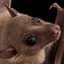 Image result for Split Nosed Bat