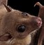 Image result for Bat-Shaped