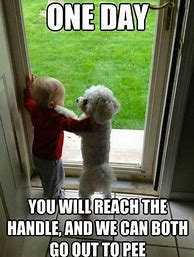 Image result for Funny Sunday Dog Memes