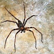 Image result for Biggest Spider Species in the World