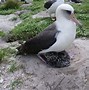 Image result for albattos