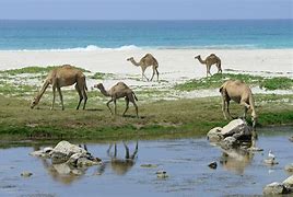 Image result for Iran Camels
