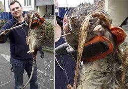 Image result for Very Big Rat