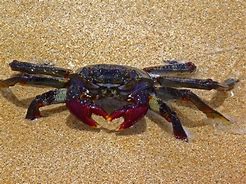 Image result for The Black Crab Mech Sketch