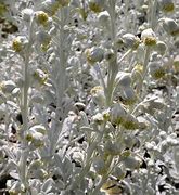 Afbeeldingsresultaten voor Artemisia stelleriana Boughton Silver