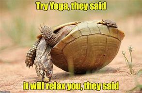 Image result for Turtles Funny Animal Memes