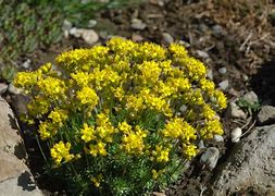 Image result for Draba aizoides
