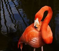 Image result for Tropical Flamingo Phone Cover