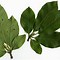 Risultato immagine per Magnolia cylindrica