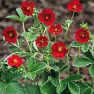 Image result for Potentilla atrosanguinea