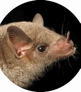 Image result for Bat with Big Nose