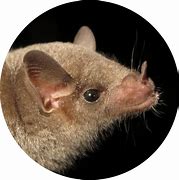 Image result for Mexican Long-Nosed Bat