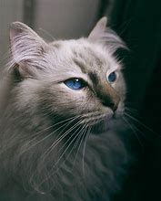 Image result for Bearded Cat