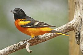 Image result for Types of Oriole Birds