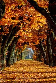 Image result for Fall Colors Phone Wallpaper