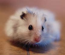 Image result for A Baby Hamster