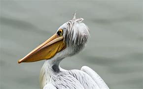 Image result for Pelican Images. Free