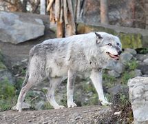 Image result for canis_lupus_occidentalis