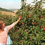Image result for Apple Tree in Ranches