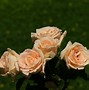 Image result for Rose Bouquet Girl iPhone Wallpaper