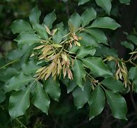 Image result for Fraxinus ornus