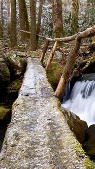 Image result for Forest Path Stream