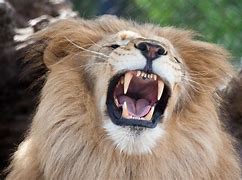 Image result for Sharp Pinty Teeth of Lion