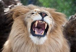 Image result for Lion Sharp Teeth