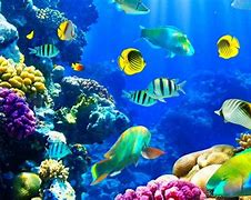 Image result for Nature 3D Wallpapers HD Underwater