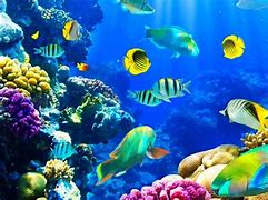 Image result for HD Photos Under the Sea