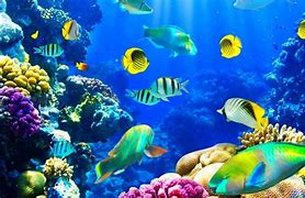 Image result for Under Ocean Wallpaper 4K