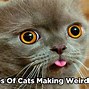 Image result for Cat with Weird Mouth