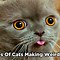 Image result for Cat Crazy Look Meme
