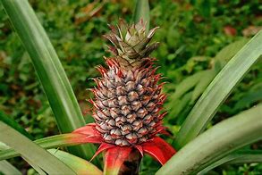 Image result for Pineapple Popsocket