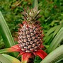 Image result for Pineapple