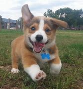 Image result for Happy Corgi Puppy