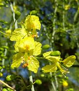 Image result for Flowers of Palo Brazil