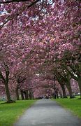 Image result for Pink Tree