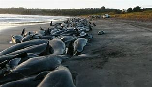 Image result for Beached Az Whale