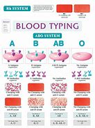 Image result for Different Blood Types