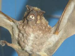 Image result for Buettikofer's Epauletted Fruit Bat