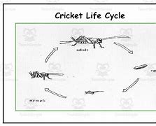 Image result for Eat Crickets