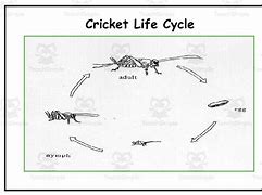 Image result for Basement Crickets