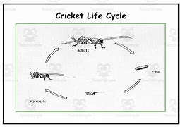 Image result for I Hear Crickets