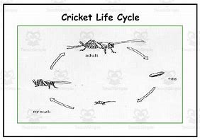Image result for Crickets Chirping Animated