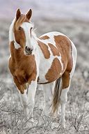 Image result for American Paint Mustang Horse