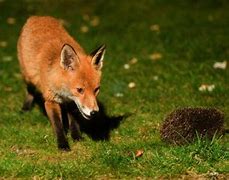 Image result for What Is the Difference Between Hedgehog and Porcupine