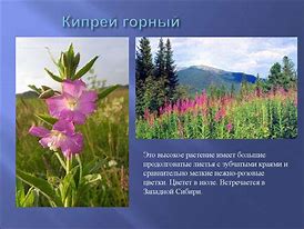 Image result for Биология Книга Растения