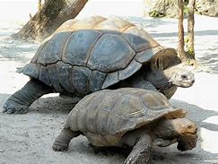 Image result for Tortoise Race