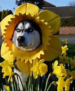 Image result for Silly Husky Meme